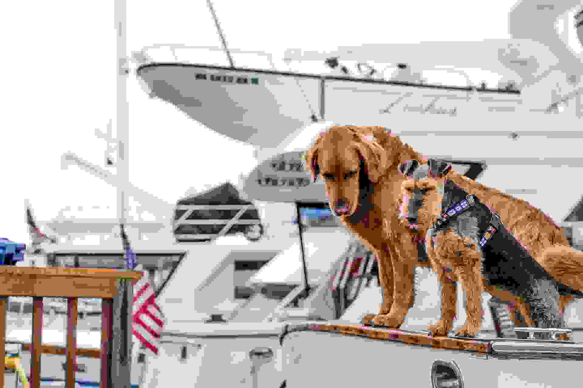 Dogs on yacht